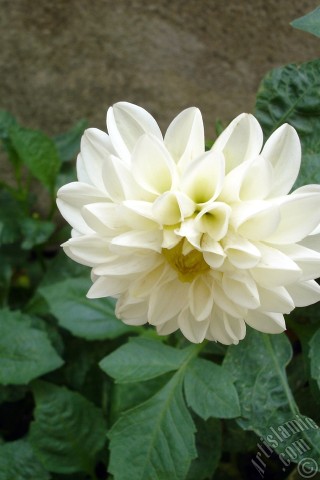 A mobile wallpaper and MMS picture for Apple iPhone 7s, 6s, 5s, 4s, Plus, iPods, iPads, New iPads, Samsung Galaxy S Series and Notes, Sony Ericsson Xperia, LG Mobile Phones, Tablets and Devices: Dahlia flower.
