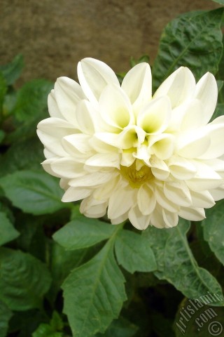 A mobile wallpaper and MMS picture for Apple iPhone 7s, 6s, 5s, 4s, Plus, iPods, iPads, New iPads, Samsung Galaxy S Series and Notes, Sony Ericsson Xperia, LG Mobile Phones, Tablets and Devices: Dahlia flower.
