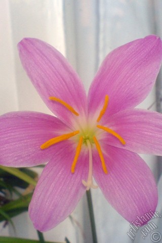 A mobile wallpaper and MMS picture for Apple iPhone 7s, 6s, 5s, 4s, Plus, iPods, iPads, New iPads, Samsung Galaxy S Series and Notes, Sony Ericsson Xperia, LG Mobile Phones, Tablets and Devices: Pink color flower similar to lily.
