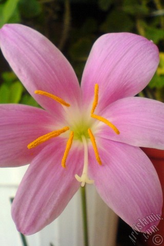 A mobile wallpaper and MMS picture for Apple iPhone 7s, 6s, 5s, 4s, Plus, iPods, iPads, New iPads, Samsung Galaxy S Series and Notes, Sony Ericsson Xperia, LG Mobile Phones, Tablets and Devices: Pink color flower similar to lily.
