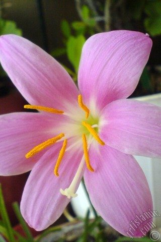 A mobile wallpaper and MMS picture for Apple iPhone 7s, 6s, 5s, 4s, Plus, iPods, iPads, New iPads, Samsung Galaxy S Series and Notes, Sony Ericsson Xperia, LG Mobile Phones, Tablets and Devices: Pink color flower similar to lily.
