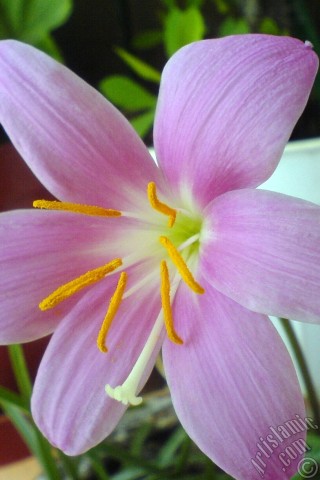 A mobile wallpaper and MMS picture for Apple iPhone 7s, 6s, 5s, 4s, Plus, iPods, iPads, New iPads, Samsung Galaxy S Series and Notes, Sony Ericsson Xperia, LG Mobile Phones, Tablets and Devices: Pink color flower similar to lily.

