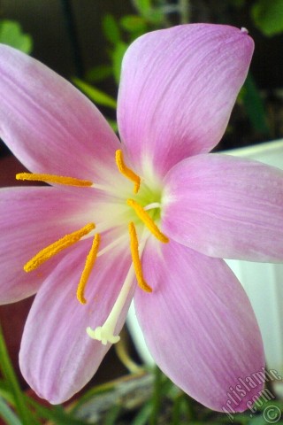 A mobile wallpaper and MMS picture for Apple iPhone 7s, 6s, 5s, 4s, Plus, iPods, iPads, New iPads, Samsung Galaxy S Series and Notes, Sony Ericsson Xperia, LG Mobile Phones, Tablets and Devices: Pink color flower similar to lily.

