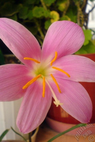 A mobile wallpaper and MMS picture for Apple iPhone 7s, 6s, 5s, 4s, Plus, iPods, iPads, New iPads, Samsung Galaxy S Series and Notes, Sony Ericsson Xperia, LG Mobile Phones, Tablets and Devices: Pink color flower similar to lily.
