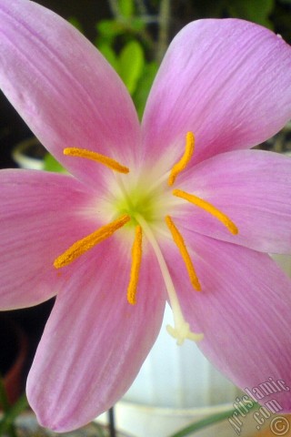 A mobile wallpaper and MMS picture for Apple iPhone 7s, 6s, 5s, 4s, Plus, iPods, iPads, New iPads, Samsung Galaxy S Series and Notes, Sony Ericsson Xperia, LG Mobile Phones, Tablets and Devices: Pink color flower similar to lily.
