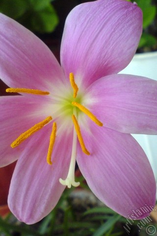 A mobile wallpaper and MMS picture for Apple iPhone 7s, 6s, 5s, 4s, Plus, iPods, iPads, New iPads, Samsung Galaxy S Series and Notes, Sony Ericsson Xperia, LG Mobile Phones, Tablets and Devices: Pink color flower similar to lily.

