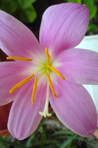 A mobile wallpaper and MMS picture for Apple iPhone 7s, 6s, 5s, 4s, Plus, iPods, iPads, New iPads, Samsung Galaxy S Series and Notes, Sony Ericsson Xperia, LG Mobile Phones, Tablets and Devices: Pink color flower similar to lily.
