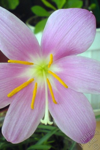 A mobile wallpaper and MMS picture for Apple iPhone 7s, 6s, 5s, 4s, Plus, iPods, iPads, New iPads, Samsung Galaxy S Series and Notes, Sony Ericsson Xperia, LG Mobile Phones, Tablets and Devices: Pink color flower similar to lily.
