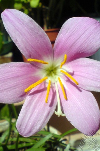 A mobile wallpaper and MMS picture for Apple iPhone 7s, 6s, 5s, 4s, Plus, iPods, iPads, New iPads, Samsung Galaxy S Series and Notes, Sony Ericsson Xperia, LG Mobile Phones, Tablets and Devices: Pink color flower similar to lily.
