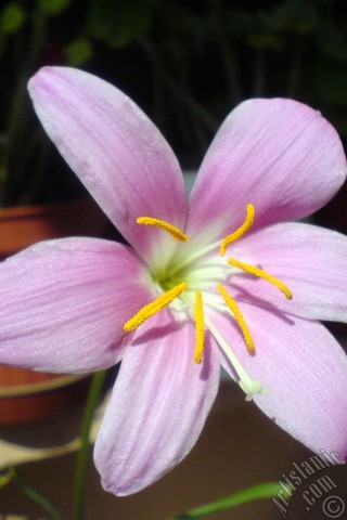 A mobile wallpaper and MMS picture for Apple iPhone 7s, 6s, 5s, 4s, Plus, iPods, iPads, New iPads, Samsung Galaxy S Series and Notes, Sony Ericsson Xperia, LG Mobile Phones, Tablets and Devices: Pink color flower similar to lily.

