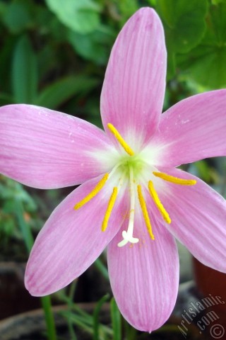 A mobile wallpaper and MMS picture for Apple iPhone 7s, 6s, 5s, 4s, Plus, iPods, iPads, New iPads, Samsung Galaxy S Series and Notes, Sony Ericsson Xperia, LG Mobile Phones, Tablets and Devices: Pink color flower similar to lily.
