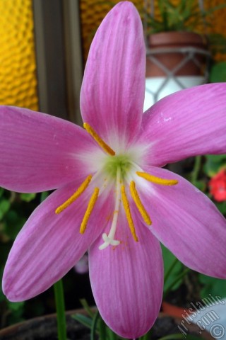 A mobile wallpaper and MMS picture for Apple iPhone 7s, 6s, 5s, 4s, Plus, iPods, iPads, New iPads, Samsung Galaxy S Series and Notes, Sony Ericsson Xperia, LG Mobile Phones, Tablets and Devices: Pink color flower similar to lily.
