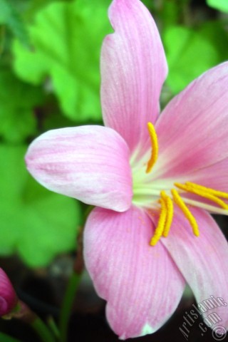A mobile wallpaper and MMS picture for Apple iPhone 7s, 6s, 5s, 4s, Plus, iPods, iPads, New iPads, Samsung Galaxy S Series and Notes, Sony Ericsson Xperia, LG Mobile Phones, Tablets and Devices: Pink color flower similar to lily.
