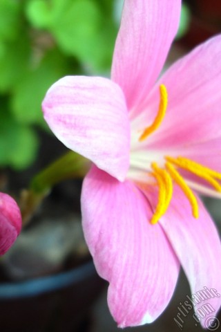 A mobile wallpaper and MMS picture for Apple iPhone 7s, 6s, 5s, 4s, Plus, iPods, iPads, New iPads, Samsung Galaxy S Series and Notes, Sony Ericsson Xperia, LG Mobile Phones, Tablets and Devices: Pink color flower similar to lily.

