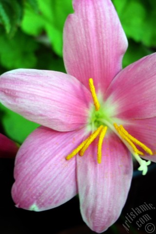 A mobile wallpaper and MMS picture for Apple iPhone 7s, 6s, 5s, 4s, Plus, iPods, iPads, New iPads, Samsung Galaxy S Series and Notes, Sony Ericsson Xperia, LG Mobile Phones, Tablets and Devices: Pink color flower similar to lily.
