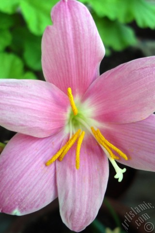 A mobile wallpaper and MMS picture for Apple iPhone 7s, 6s, 5s, 4s, Plus, iPods, iPads, New iPads, Samsung Galaxy S Series and Notes, Sony Ericsson Xperia, LG Mobile Phones, Tablets and Devices: Pink color flower similar to lily.
