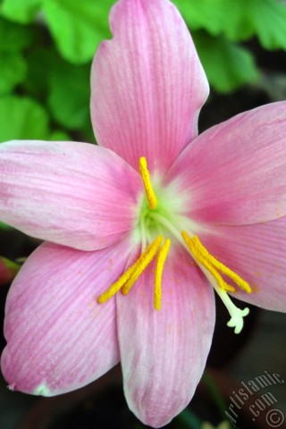 A mobile wallpaper and MMS picture for Apple iPhone 7s, 6s, 5s, 4s, Plus, iPods, iPads, New iPads, Samsung Galaxy S Series and Notes, Sony Ericsson Xperia, LG Mobile Phones, Tablets and Devices: Pink color flower similar to lily.

