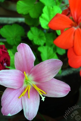 A mobile wallpaper and MMS picture for Apple iPhone 7s, 6s, 5s, 4s, Plus, iPods, iPads, New iPads, Samsung Galaxy S Series and Notes, Sony Ericsson Xperia, LG Mobile Phones, Tablets and Devices: Pink color flower similar to lily.
