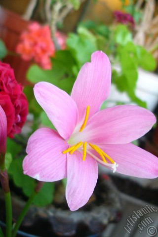 A mobile wallpaper and MMS picture for Apple iPhone 7s, 6s, 5s, 4s, Plus, iPods, iPads, New iPads, Samsung Galaxy S Series and Notes, Sony Ericsson Xperia, LG Mobile Phones, Tablets and Devices: Pink color flower similar to lily.
