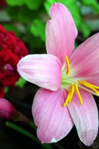 A mobile wallpaper and MMS picture for Apple iPhone 7s, 6s, 5s, 4s, Plus, iPods, iPads, New iPads, Samsung Galaxy S Series and Notes, Sony Ericsson Xperia, LG Mobile Phones, Tablets and Devices: Pink color flower similar to lily.

