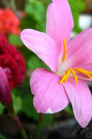 A mobile wallpaper and MMS picture for Apple iPhone 7s, 6s, 5s, 4s, Plus, iPods, iPads, New iPads, Samsung Galaxy S Series and Notes, Sony Ericsson Xperia, LG Mobile Phones, Tablets and Devices: Pink color flower similar to lily.
