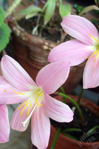 A mobile wallpaper and MMS picture for Apple iPhone 7s, 6s, 5s, 4s, Plus, iPods, iPads, New iPads, Samsung Galaxy S Series and Notes, Sony Ericsson Xperia, LG Mobile Phones, Tablets and Devices: Pink color flower similar to lily.
