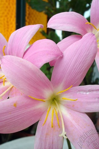 A mobile wallpaper and MMS picture for Apple iPhone 7s, 6s, 5s, 4s, Plus, iPods, iPads, New iPads, Samsung Galaxy S Series and Notes, Sony Ericsson Xperia, LG Mobile Phones, Tablets and Devices: Pink color flower similar to lily.
