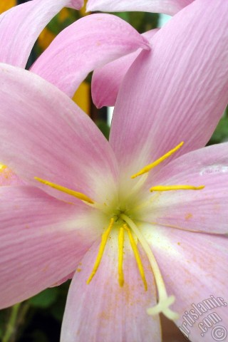 A mobile wallpaper and MMS picture for Apple iPhone 7s, 6s, 5s, 4s, Plus, iPods, iPads, New iPads, Samsung Galaxy S Series and Notes, Sony Ericsson Xperia, LG Mobile Phones, Tablets and Devices: Pink color flower similar to lily.
