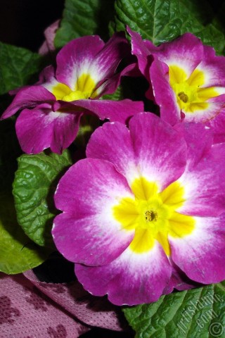 A mobile wallpaper and MMS picture for Apple iPhone 7s, 6s, 5s, 4s, Plus, iPods, iPads, New iPads, Samsung Galaxy S Series and Notes, Sony Ericsson Xperia, LG Mobile Phones, Tablets and Devices: Primrose flower.
