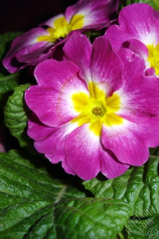 A mobile wallpaper and MMS picture for Apple iPhone 7s, 6s, 5s, 4s, Plus, iPods, iPads, New iPads, Samsung Galaxy S Series and Notes, Sony Ericsson Xperia, LG Mobile Phones, Tablets and Devices: Primrose flower.
