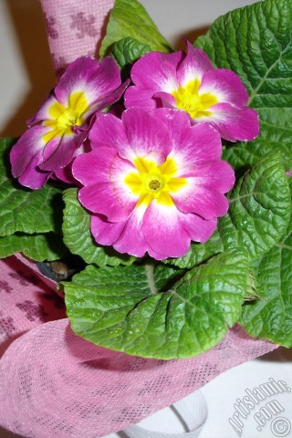 A mobile wallpaper and MMS picture for Apple iPhone 7s, 6s, 5s, 4s, Plus, iPods, iPads, New iPads, Samsung Galaxy S Series and Notes, Sony Ericsson Xperia, LG Mobile Phones, Tablets and Devices: Primrose flower.
