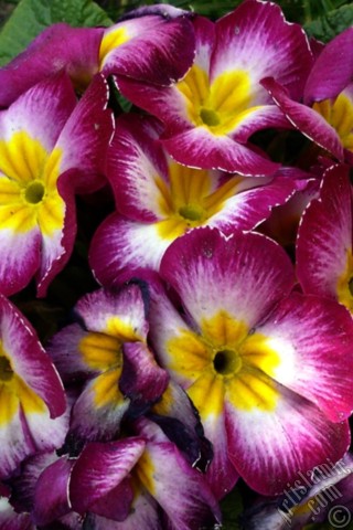 A mobile wallpaper and MMS picture for Apple iPhone 7s, 6s, 5s, 4s, Plus, iPods, iPads, New iPads, Samsung Galaxy S Series and Notes, Sony Ericsson Xperia, LG Mobile Phones, Tablets and Devices: Primrose flower.
