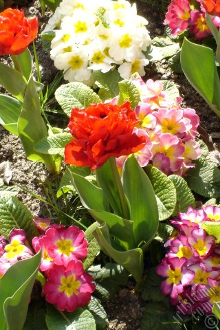 A mobile wallpaper and MMS picture for Apple iPhone 7s, 6s, 5s, 4s, Plus, iPods, iPads, New iPads, Samsung Galaxy S Series and Notes, Sony Ericsson Xperia, LG Mobile Phones, Tablets and Devices: Primrose flower.
