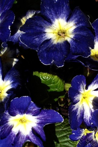 A mobile wallpaper and MMS picture for Apple iPhone 7s, 6s, 5s, 4s, Plus, iPods, iPads, New iPads, Samsung Galaxy S Series and Notes, Sony Ericsson Xperia, LG Mobile Phones, Tablets and Devices: A primrose flower photo.
