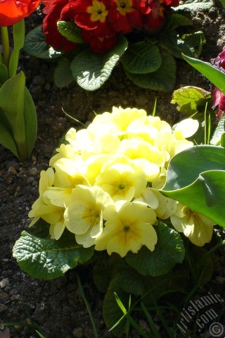 A mobile wallpaper and MMS picture for Apple iPhone 7s, 6s, 5s, 4s, Plus, iPods, iPads, New iPads, Samsung Galaxy S Series and Notes, Sony Ericsson Xperia, LG Mobile Phones, Tablets and Devices: A primrose flower photo.
