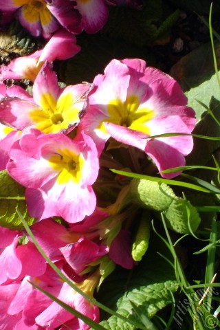 A mobile wallpaper and MMS picture for Apple iPhone 7s, 6s, 5s, 4s, Plus, iPods, iPads, New iPads, Samsung Galaxy S Series and Notes, Sony Ericsson Xperia, LG Mobile Phones, Tablets and Devices: A primrose flower photo.
