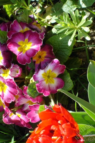 A mobile wallpaper and MMS picture for Apple iPhone 7s, 6s, 5s, 4s, Plus, iPods, iPads, New iPads, Samsung Galaxy S Series and Notes, Sony Ericsson Xperia, LG Mobile Phones, Tablets and Devices: A primrose flower photo.
