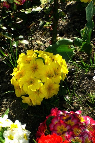 A mobile wallpaper and MMS picture for Apple iPhone 7s, 6s, 5s, 4s, Plus, iPods, iPads, New iPads, Samsung Galaxy S Series and Notes, Sony Ericsson Xperia, LG Mobile Phones, Tablets and Devices: A primrose flower photo.
