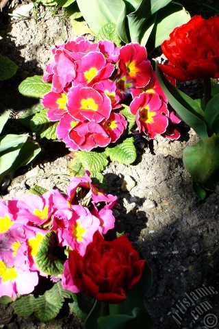 A mobile wallpaper and MMS picture for Apple iPhone 7s, 6s, 5s, 4s, Plus, iPods, iPads, New iPads, Samsung Galaxy S Series and Notes, Sony Ericsson Xperia, LG Mobile Phones, Tablets and Devices: A primrose flower photo.
