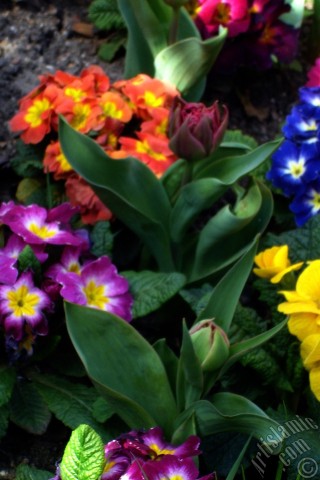A mobile wallpaper and MMS picture for Apple iPhone 7s, 6s, 5s, 4s, Plus, iPods, iPads, New iPads, Samsung Galaxy S Series and Notes, Sony Ericsson Xperia, LG Mobile Phones, Tablets and Devices: A primrose flower photo.
