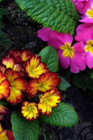 A mobile wallpaper and MMS picture for Apple iPhone 7s, 6s, 5s, 4s, Plus, iPods, iPads, New iPads, Samsung Galaxy S Series and Notes, Sony Ericsson Xperia, LG Mobile Phones, Tablets and Devices: A primrose flower photo.

