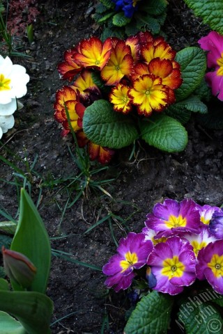 A mobile wallpaper and MMS picture for Apple iPhone 7s, 6s, 5s, 4s, Plus, iPods, iPads, New iPads, Samsung Galaxy S Series and Notes, Sony Ericsson Xperia, LG Mobile Phones, Tablets and Devices: A primrose flower photo.
