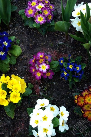 A mobile wallpaper and MMS picture for Apple iPhone 7s, 6s, 5s, 4s, Plus, iPods, iPads, New iPads, Samsung Galaxy S Series and Notes, Sony Ericsson Xperia, LG Mobile Phones, Tablets and Devices: A primrose flower photo.
