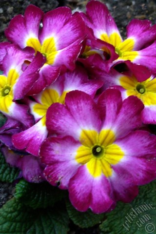 A mobile wallpaper and MMS picture for Apple iPhone 7s, 6s, 5s, 4s, Plus, iPods, iPads, New iPads, Samsung Galaxy S Series and Notes, Sony Ericsson Xperia, LG Mobile Phones, Tablets and Devices: A primrose flower photo.
