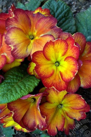 A mobile wallpaper and MMS picture for Apple iPhone 7s, 6s, 5s, 4s, Plus, iPods, iPads, New iPads, Samsung Galaxy S Series and Notes, Sony Ericsson Xperia, LG Mobile Phones, Tablets and Devices: A primrose flower photo.

