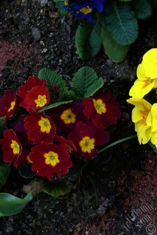 A mobile wallpaper and MMS picture for Apple iPhone 7s, 6s, 5s, 4s, Plus, iPods, iPads, New iPads, Samsung Galaxy S Series and Notes, Sony Ericsson Xperia, LG Mobile Phones, Tablets and Devices: A primrose flower photo.
