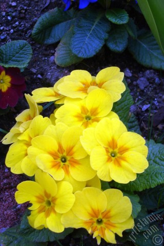 A mobile wallpaper and MMS picture for Apple iPhone 7s, 6s, 5s, 4s, Plus, iPods, iPads, New iPads, Samsung Galaxy S Series and Notes, Sony Ericsson Xperia, LG Mobile Phones, Tablets and Devices: A primrose flower photo.
