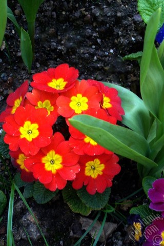 A mobile wallpaper and MMS picture for Apple iPhone 7s, 6s, 5s, 4s, Plus, iPods, iPads, New iPads, Samsung Galaxy S Series and Notes, Sony Ericsson Xperia, LG Mobile Phones, Tablets and Devices: A primrose flower photo.
