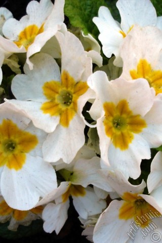A mobile wallpaper and MMS picture for Apple iPhone 7s, 6s, 5s, 4s, Plus, iPods, iPads, New iPads, Samsung Galaxy S Series and Notes, Sony Ericsson Xperia, LG Mobile Phones, Tablets and Devices: A primrose flower photo.
