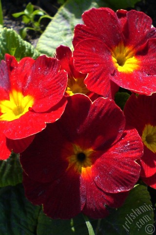 A mobile wallpaper and MMS picture for Apple iPhone 7s, 6s, 5s, 4s, Plus, iPods, iPads, New iPads, Samsung Galaxy S Series and Notes, Sony Ericsson Xperia, LG Mobile Phones, Tablets and Devices: A primrose flower photo.

